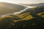 Honduras cafea aerial